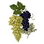 Carrier Oils grapeseed-m.jpg
